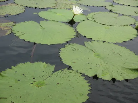 Android App 二维码